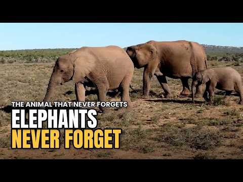 Why Elephants Never Forget: The Truth About Their Memory