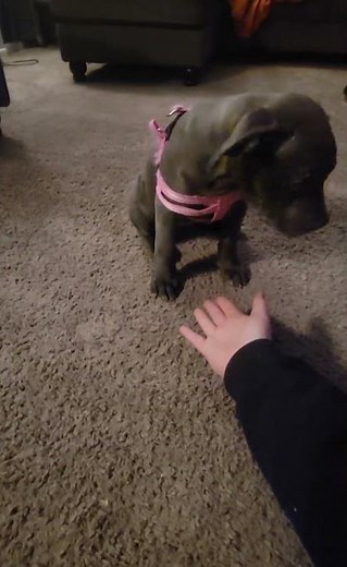 I just started this today with her and shes already learning. shes a fast learner #pets #puppy #fyp