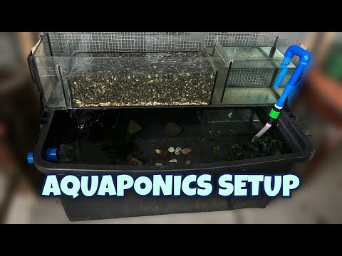 Setting up my first Aquaponics System! (Super easy!)