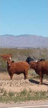 This cow's horns are upside down. Arizona range cattle.