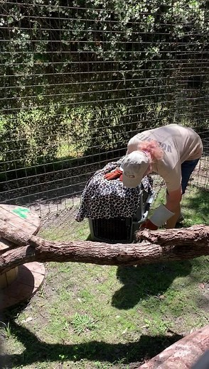 Moving day for Lester, the bobcat! He moved into his newly refurbished habitat this afternoon. Welcome to your new house, Lester! His address hasn’t changed, though, and you will be able to see him when you come out for day tours, which start tomorrow. Come say hello to Lester and check out his new surroundings. | Catty Shack Ranch Wildlife Sanctuary
