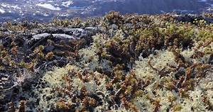 Arctic Tundra Lichen Moss Close-up Found 库存影片视频（100% 免版税）3485374197 | Shutterstock