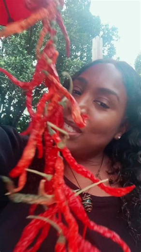Sun-Dried Hot Peppers: Preserve Your Chili Harvest