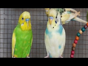 10 Hours of Natural Budgie Sounds: Happy Budgies Singing & Chirping