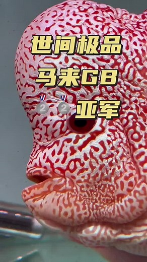 Fresh Water Fish (@fresh.water.fish)’s videos with original sound - Fresh Water Fish