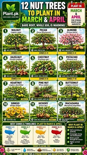 12 Nut Trees to Plant in March & April 🌱🌰 | Best Time for Strong Roots!