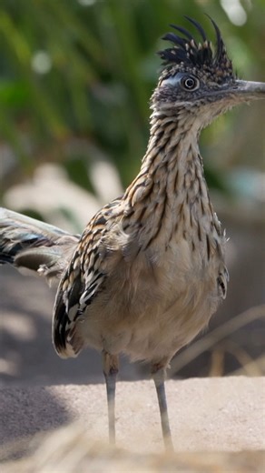 A roadrunner’s unexpected prey. | Nature | PBS