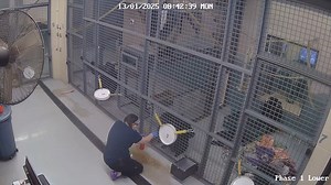6.6K views · 267 reactions | If you work with chimps you have to be prepared to trade for contraband. Don't be surprised if some chimps drive a hard bargain... https://chimpsnw.org/2025/01/bargaining/ | Chimpanzee Sanctuary Northwest | Facebook