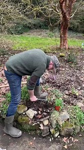 Planting Rock Cress to spill down over a low wall . Rock Cress flowers for months and lasts for years . Perfect spreading on banks or spilling over walls and kerbs. Planting time is from now ,available in webshop https://pergolanurseries.ecwid.com ALL IRELAND DELIVERY 🚚 WEBSHOP https://pergolanurseries.ecwid.com Pergola Nurseries Garden Corner,Virginia,Co Cavan A gardeners oasis of quality plants Open Tues-Sat 10.30-6.00 Open Sun 2-6 #carpetplants #rockcress #aubretiakitte #hardyperennials #pla