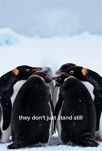 Why Penguins Huddle Together 🐧 | The Secret to Surviving Antarctica’s Freezing Cold