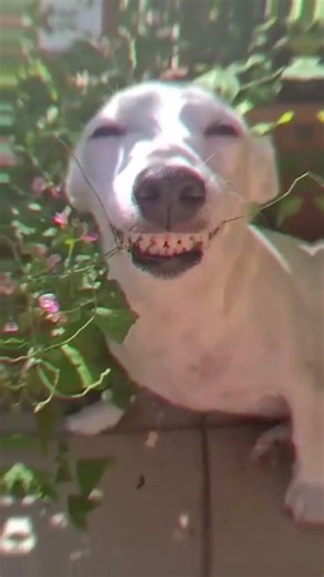 purane jamane me se tumhe kuchh lana hai to kya laoge #reels #comedy #viral #funny #video