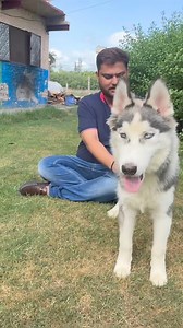 21K views · 463 reactions | Free Husky Adoption By Kunal Chopra From Mr Paws #Dog | Kartik Mahotra Vlogs | Facebook