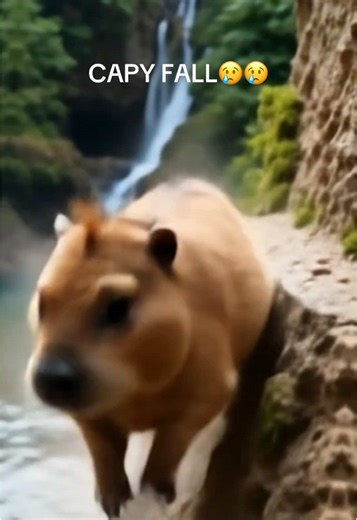 Capybara Accident: A Cliff Jumping Fail