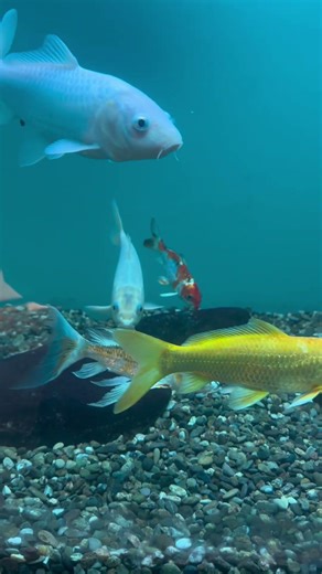 Ενυδρείο Καστοριάς #alena #travel