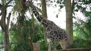 Giraffe eating leaf from a tree in zoo