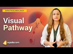 Visual Pathway | Introduction