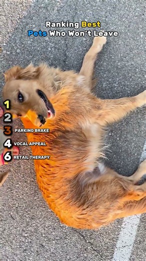 Ranking Best Pets Who Wont Leave 🐶🐱 #ranking #funny #shorts #funnyanimals #pets #fail