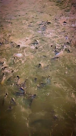 90% Fish Farmer Ye Galti Karte Hain