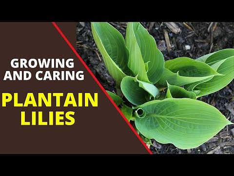 Growing and Caring for Plantain Lilies (Hostas): A Comprehensive Guide