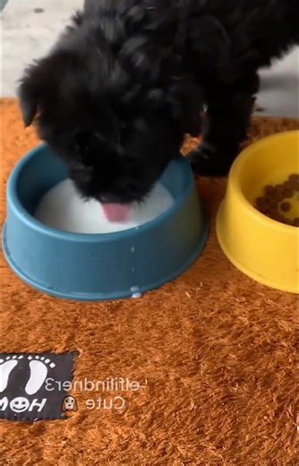 In the cold weather, the temperature was about 2 degrees Celsius. Two poor puppies lived in a pile of construction materials left on the side of the road. The cold and hunger made them exhausted and fainted from hunger. I passed by and saw them and without hesitation saved them. #puppy | Paw Lover