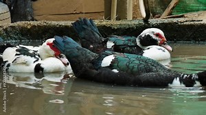 Ducks Mating on water in duck farm, father and mother ducks hybridize ,Natural sustainable breeding