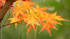 紅葉した美しいカエデの葉 秋のカエデ