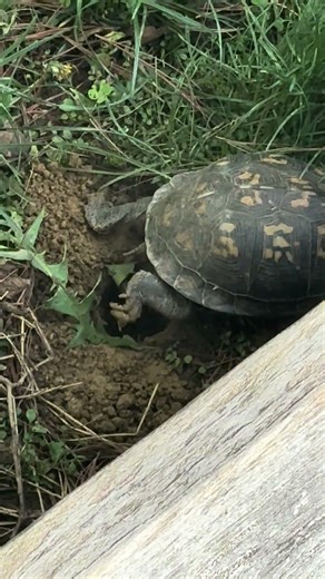 Eastern box turtle nesting