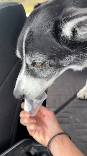 Another amazing report for Cooper! 🎉 My heart is so full. I’m forever grateful to Dr. Todd Murphy and team at Libertyhillvets 🙌 At 12 years young, Cooper is cancer-free and absolutely thriving! He’s living his best life “Coopervising” my equines, indulging in real bacon treats, playing with his sister Luna, and of course… being force-cuddled on the regular. 🐶💛 | Jodi Boman Brassard