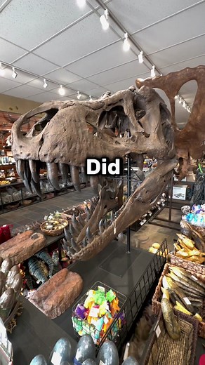 Did you know this about dinosaurs?🧐🦖 —————————————————— Follow for more reels on Dinosaurs, Geology, Fossils, and other Prehistoric things! —————————————————— #educational #fossil #dinosaurs #skull #prehistoric #tyrannosaurus #tyrannosaurusrex #trex #jurrasicworld #jurrasicpark