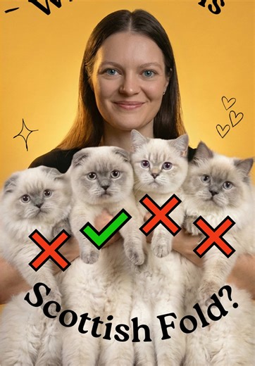 The 4 Scottish Fold Breed Types? Simply Explained! Most people only know the Scottish Fold… but there’s a whole fluffy squad! Learn the difference between all 4 Scottish breed types — in seconds! ⏱ #scottishfold #scottishstraight #britishshorthair #cathealth #catbreeds If you love Scottish cats or want to learn more about this amazing breed — you’re in the right place! 😁 I’ve lived with Scottish Folds since 2008 (was 11 y/o back then!) and I’m currently a proud cat mom of 8 💛 Sharing everythin