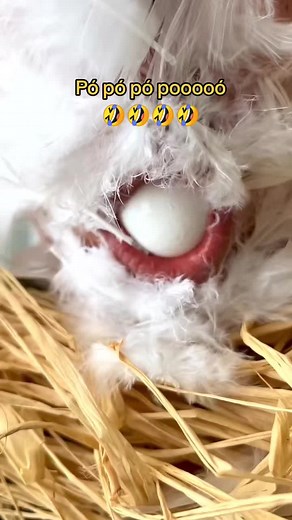 Os vídeos de Bia (@bed2020) com Funny Song - Bruno Portinho Trilhas para filmes