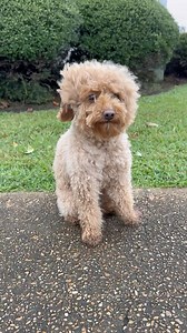 Hurricane Winston #hurricane #weather #dog #fyp | Winston the Miniature Dood