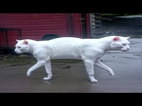 15 Abnormally Strange Cats That Actually Exist