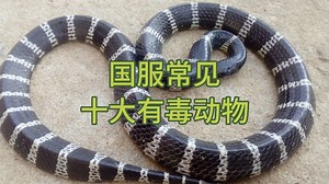 蓝环章鱼的杀伤力有多大？