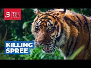 Tigers attacking villagers in remote Sumatra