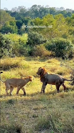 Angry Lioness Defends Her Cubs 🐾👑🦁#lion #lioness #cubs #animals #nature #shorts #fyp #safari