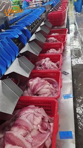 Tilapia Fish Fillet Grading Sorting Machine