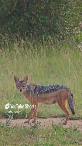 See This Black-backed Jackal on the Move