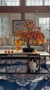 The Chinese quince in its orange prime🎃 | David Easterbrook Bonsai