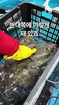 좌광우도? 광어/도다리 1kg당 시세와 1초 만에 광어 도다리 구분하는 법! 🐟 #자연산 #광어 #도다리 #봄도다리 #제철생선