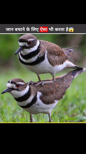 Smartest Bird Trick Ever 🤯 #facts #shorts #viral #youtubeshorts