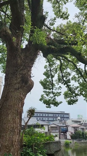 夏の津城跡☀️【津市】