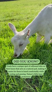 🐐 DID YOU KNOW? Goats have a unique spot of calloused skin on their knees that acts as a natural pad, making it easier to kneel comfortably while resting and grazing! Nature's little knee protectors 🤭 | Chuckling Goat