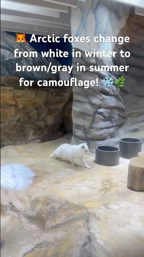 🦊 Arctic Fox Changes Color?! | Amazing Survival Fact ❄️