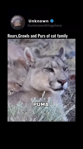 Roars, growls, and purrs! Listen to the powerful voices of the entire cat family, from lions to cheetahs! Follow us for more #unknownthingshere #animals #roars #cat #lion #cheetah | Unknownthingshere