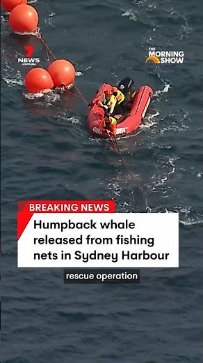 Humpback whale freed from fishing nets in Sydney Harbour