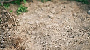 Gardener hoeing holes in soil with mattock, slow motion. Farmer man working in field digging in beds for planting seeds. Agriculture concept. Greening environment, ecology