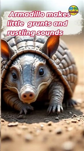 How does Armadillo make little grunts and rustling sounds as it digs in the dirt? SoundyZoo.