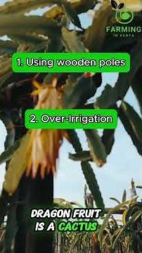 Dragon Fruit Farming in Kenya