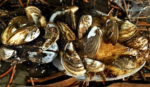 How to Remove Zebra Mussels From Your Boat